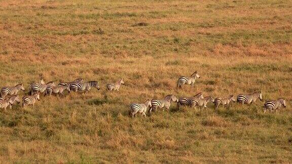 航拍:一大群野生斑马在无边无际的塞伦盖蒂平原上穿行