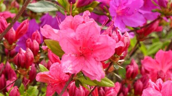 春天来了美丽的花园里盛开着红色的杜鹃花