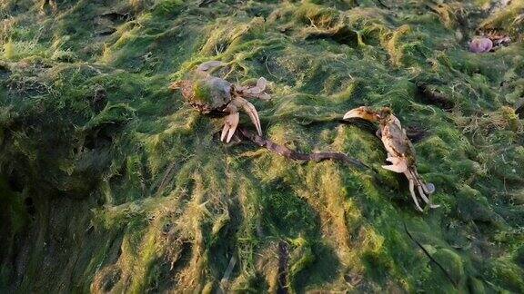 两只海蟹在黑海的绿藻岸边爬行
