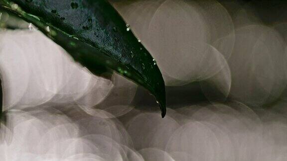 超级SLOMO水滴从绿色的叶子上滴下背景是散焦般闪亮的水