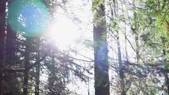 在一个阳光明媚的夏日慢慢地扫荡森林摇曳的光线穿过树枝一个神奇的山林山上长着树木温暖的阳光照亮了树干