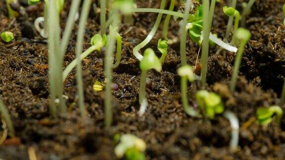 特写时间:绿豆芽从土壤中生长