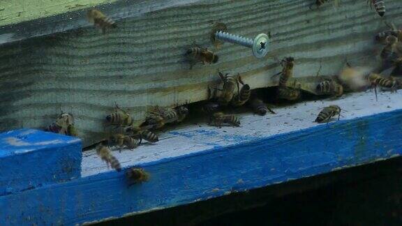罗伊在养蜂场的蜂箱附近林中空地上的养蜂场生产蜂蜜