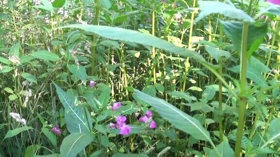 凤仙花glandulifera花全景的替身