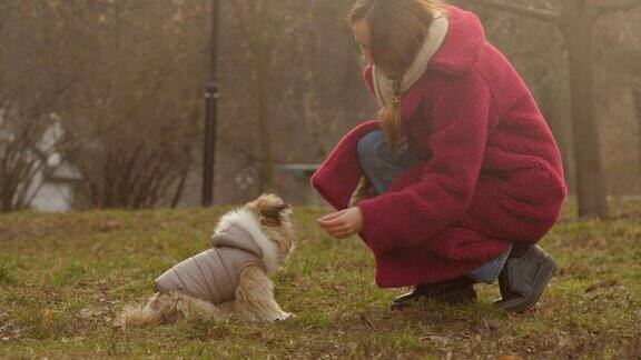 穿着红色外套的年轻女子在草地上宠物有趣的希兹狗