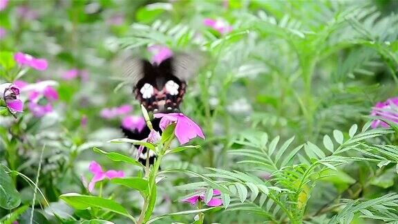 两只蝴蝶在花上飞舞