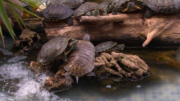 水龟在水池里休息和游泳