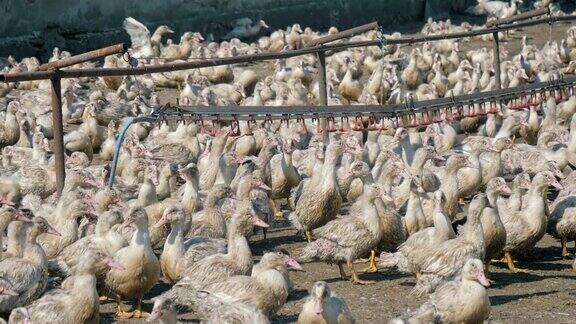 养鸭场有很多鸭子工人们从养鸭场收集鸭子并把它们装上卡车