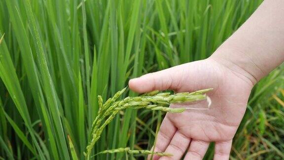 慢镜头婴儿的手触摸着田里的稻子