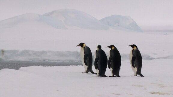 四只企鹅等着看