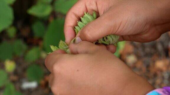 一个小孩在森林里收集坚果一个孩子的手把榛子从壳上洗干净特写镜头树枝上的榛子果实榛果挂在榛树上的树枝上
