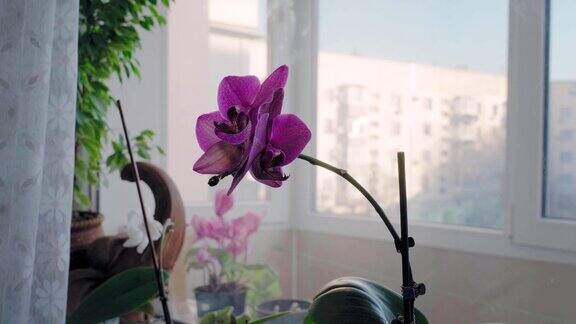 华丽的紫色兰花盛开在窗台上的阳台