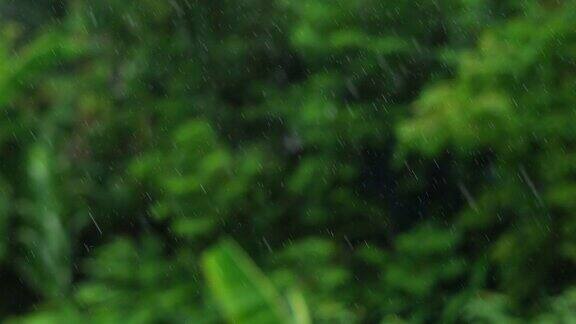 雨落和模糊的绿色树背景
