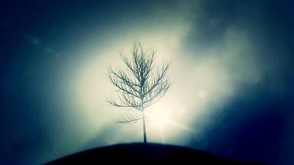 在一个寒冷的日子里山上的一棵赤裸的风树