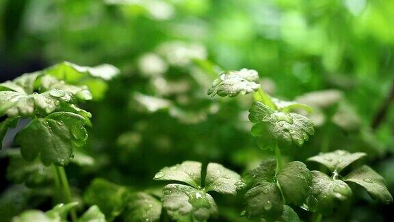 雨中的芹菜苗