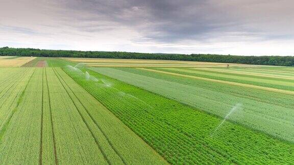 空中农业洒水器给玉米地浇水