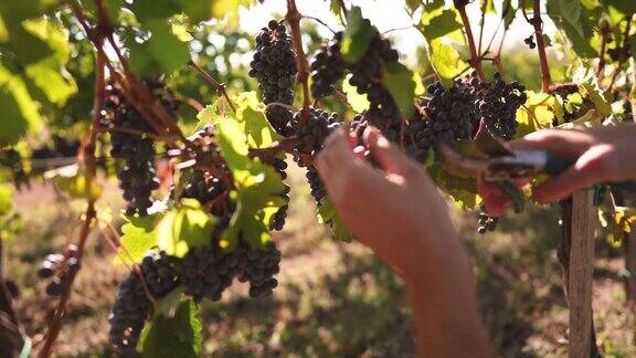 葡萄酒商在葡萄园里采摘葡萄