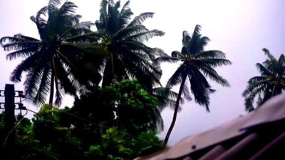 极端天气:台风风暴使椰子树弯曲