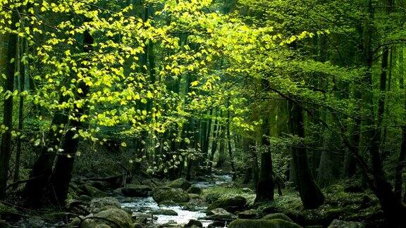 晶莹小溪的春天森林(4K超高清到高清)