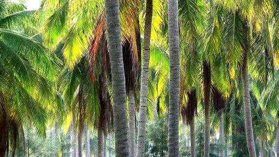 椰子种植园