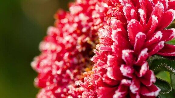 红紫菀花带霜