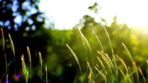 摇曳的草地和阳光(可循环)