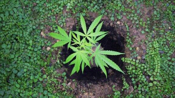 绿色叶子生长在大麻的嫩枝上的特写