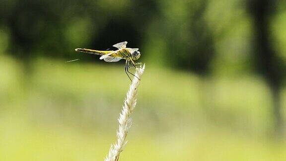 慢镜头:麦穗上的蜻蜓