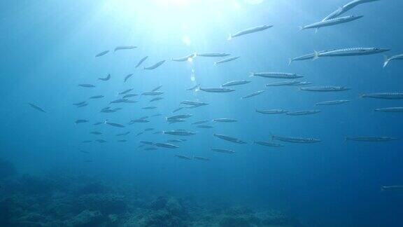 梭鱼群在水下一起游泳在蓝色的海水中缓慢放松的行为海洋风景
