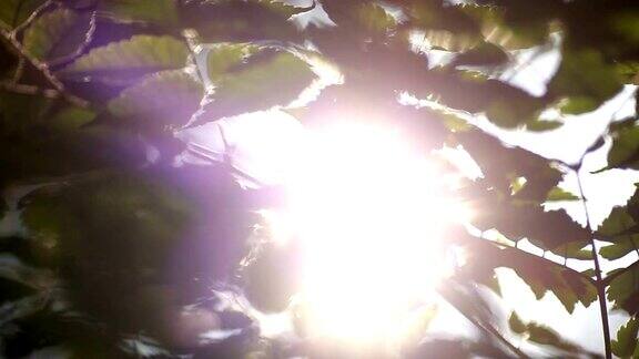 自然背景美丽的阳光透过吹在树上的绿叶模糊抽象的散景与太阳耀斑阳光Sunflare
