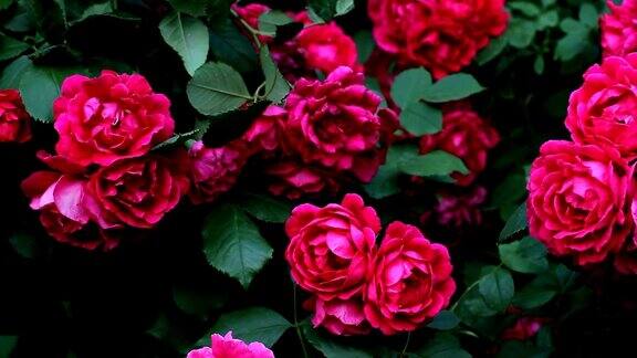 初夏一丛丛美丽的粉红玫瑰盛开