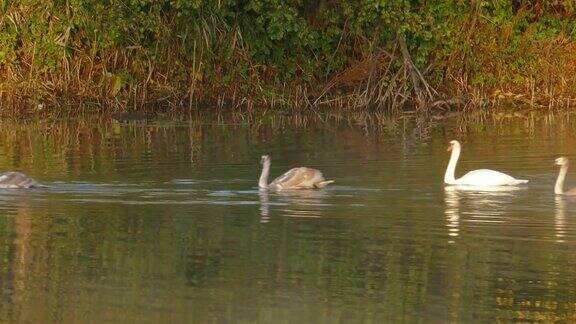 一群白天鹅在秋天的湖中游弋