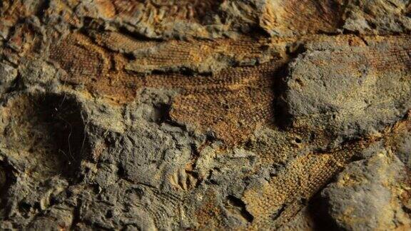 苔藓虫化石
