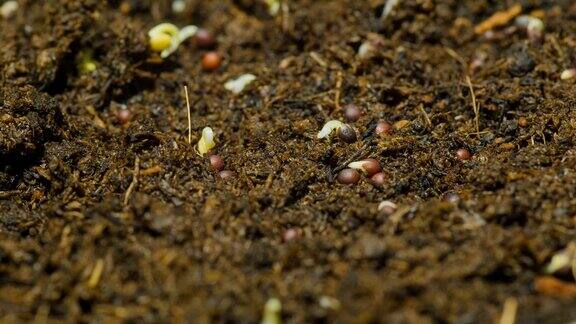 特写:豆芽在土壤中的时间流逝