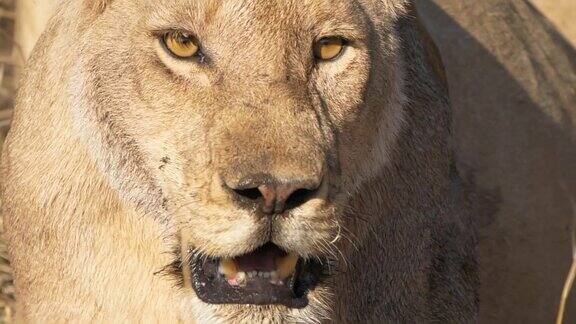 塞伦盖蒂平原上一头凶猛的母狮的特写慢镜头
