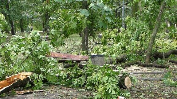 一场暴风雨过后一棵倒下的树在城市公园里