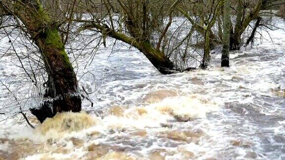 洪水淹没的河流中的树木