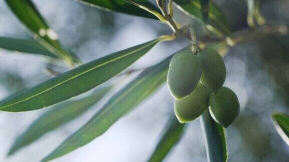 希腊科孚岛的橄榄树