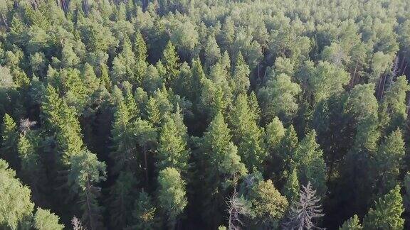 鸟瞰图飞过美丽的树林航空摄影机镜头景观全景