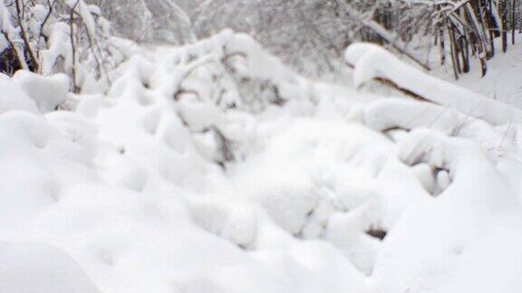 冬季森林灌木丛倒下和生长的树木覆盖着雪帽下雪了