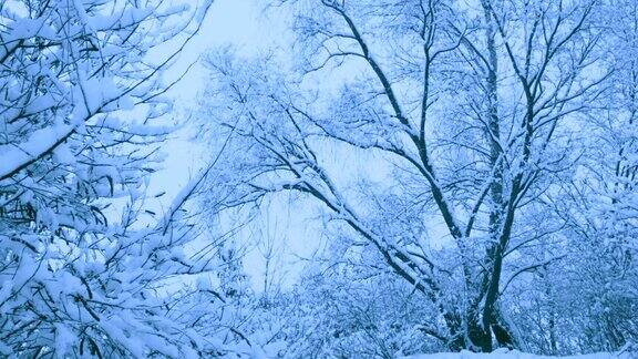 冬天森林里美丽的降雪