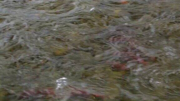 在堪察加半岛的河流上产卵红鲑鱼