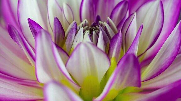 盛开的花紫色和白色大丽花宏观特写
