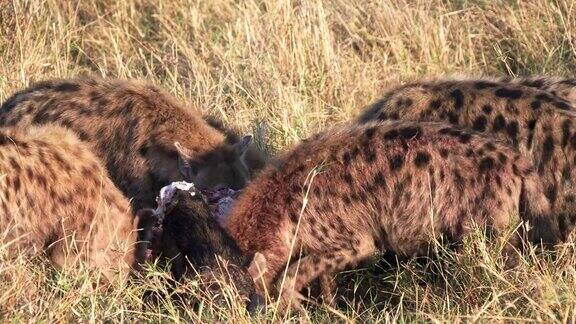 一个鬣狗群在马赛马拉进食的特写