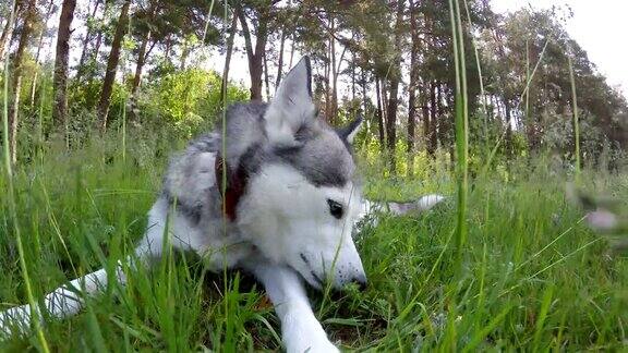 西伯利亚哈士奇躺在高高的草丛中