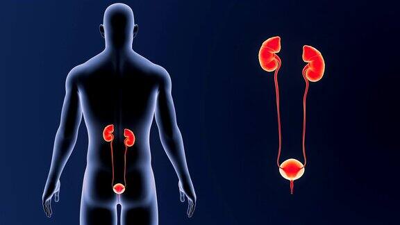 泌尿系统放大与身体