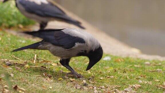 冠乌鸦(Corvuscornix)