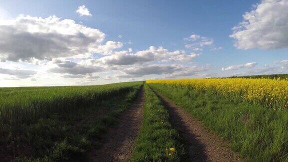 低空回传在开花的芥菜田里无人机击中一条土路穿过一片开着亮黄色油菜籽的田野太阳和多云的天空4k