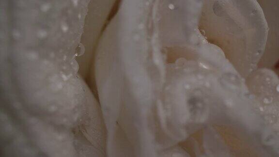 多莉微距拍摄美丽的玫瑰盛开的鲜花花束特写
