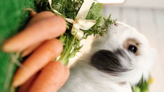 兔子吃胡萝卜的垂直视频